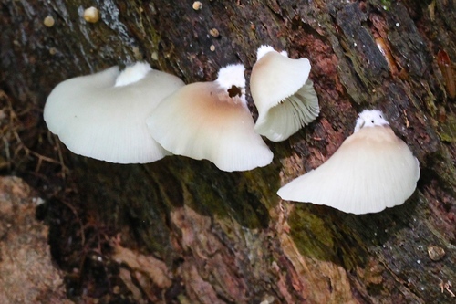 Oysterlings