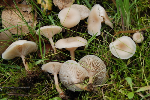 Fragrant Funnel