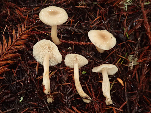 Fragrant Funnel