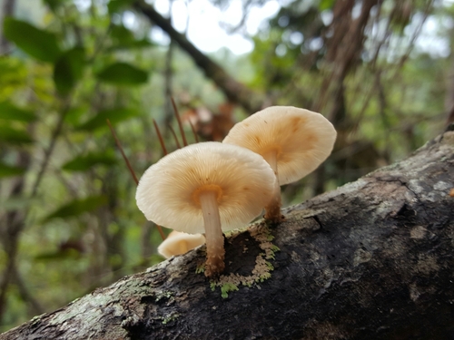 Fragrant Funnel