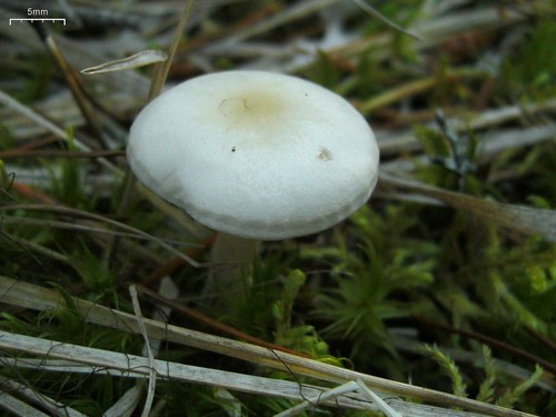Fragrant Funnel