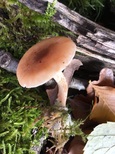 Fragrant Funnel