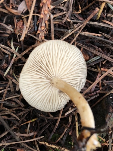 Fragrant Funnel