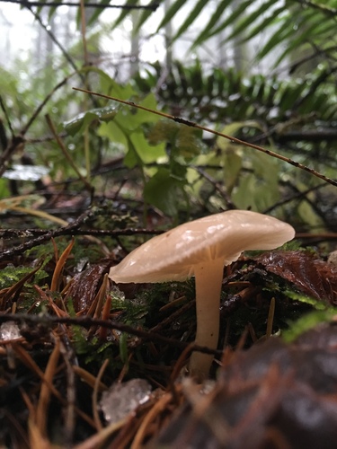 Fragrant Funnel