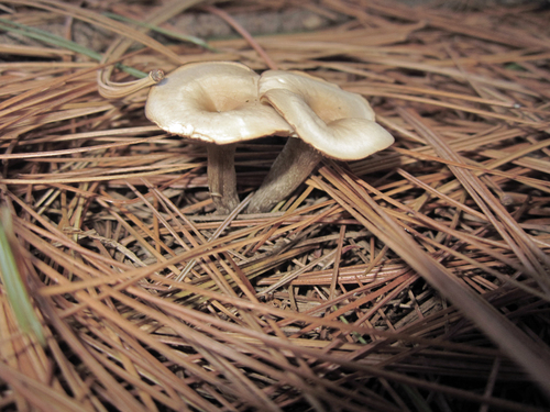 Fragrant Funnel