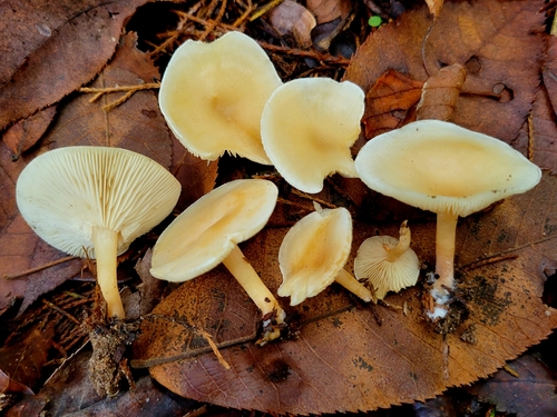 Fragrant Funnel