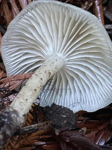 Fragrant Funnel