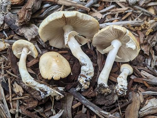 Spring Fieldcap