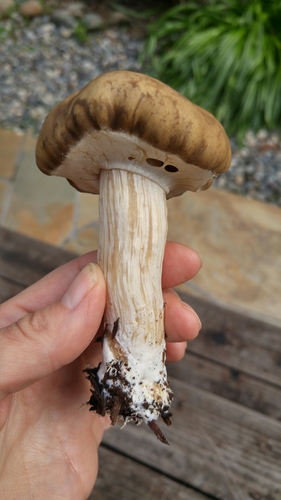 Spring Fieldcap