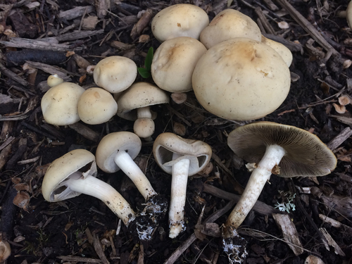 Spring Fieldcap