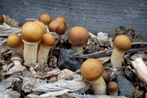 Spring Fieldcap