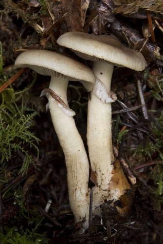 Spring Fieldcap