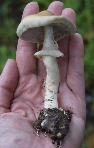 Spring Fieldcap