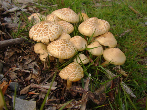 Spring Fieldcap