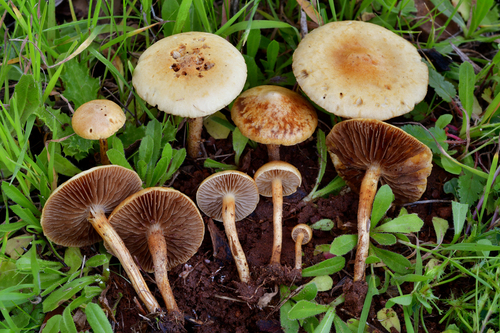 Common Fieldcap
