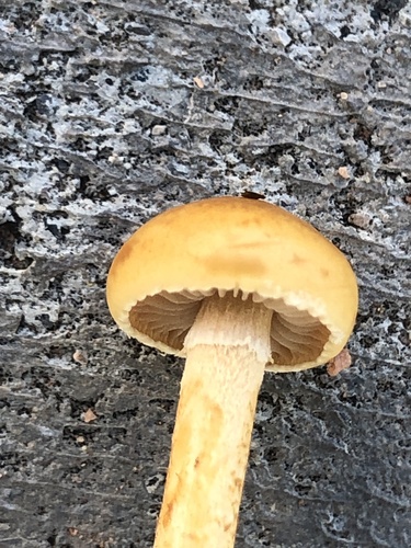 Common Fieldcap