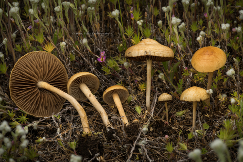 Common Fieldcap