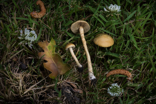 Common Fieldcap