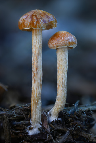 Common Fieldcap