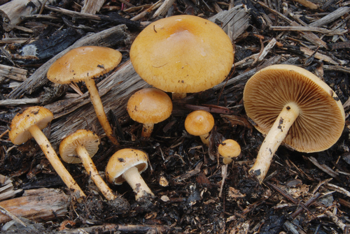 Common Fieldcap