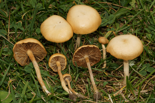 Common Fieldcap