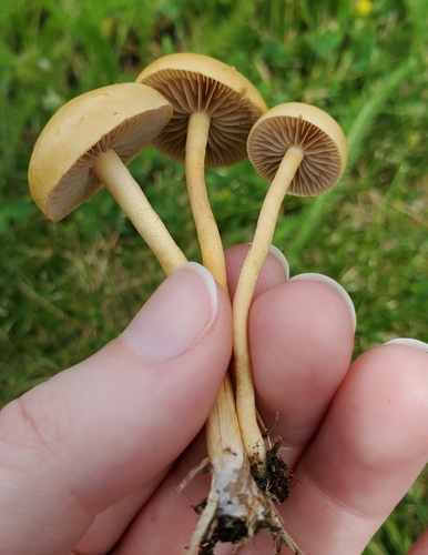 Common Fieldcap
