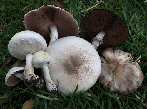 Yellow Stainer