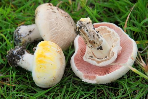 Yellow Stainer