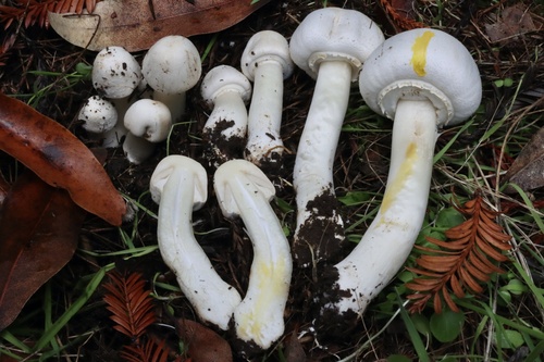Yellow Stainer