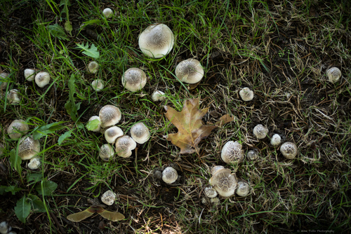 Yellow Stainer