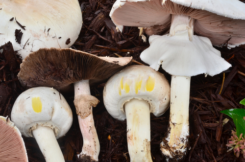 Yellow Stainer