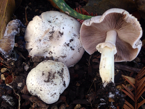 Yellow Stainer