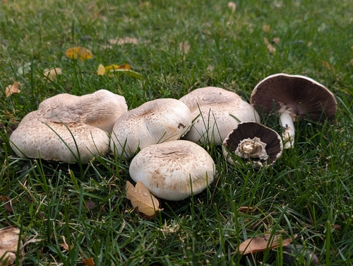 Yellow Stainer
