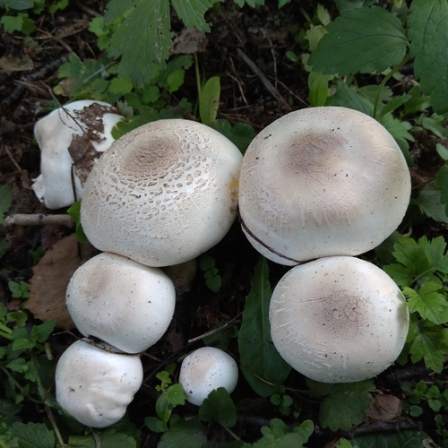 Yellow Stainer
