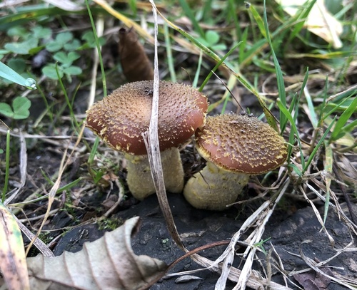 Bulbous Honey Fungus