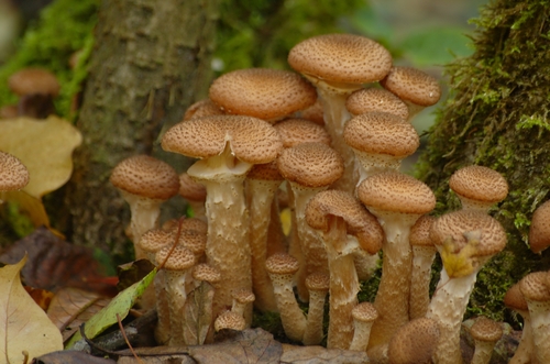 Bulbous Honey Fungus