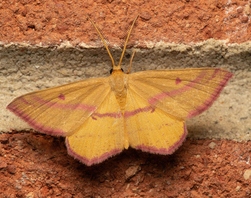 Chickweed Geometer Moth
