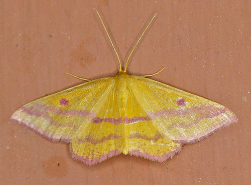 Chickweed Geometer Moth