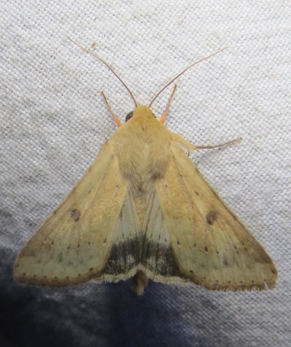 Corn Earworm Moth