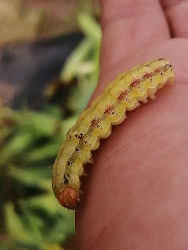 Corn Earworm Moth