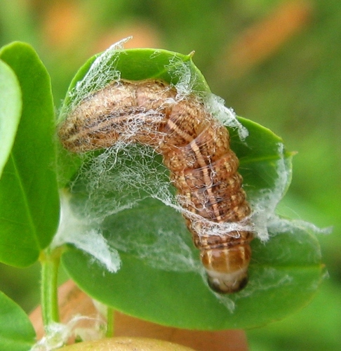 Corn Earworm Moth