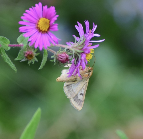 Corn Earworm Moth