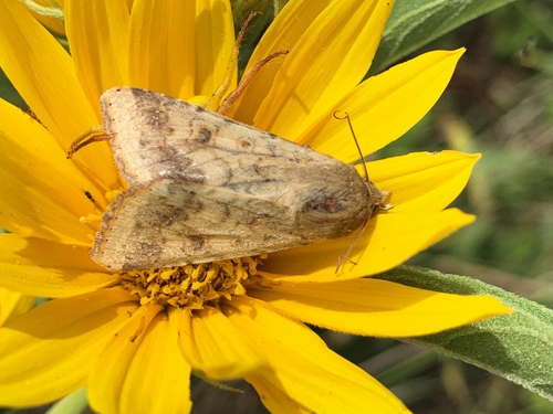 Corn Earworm Moth