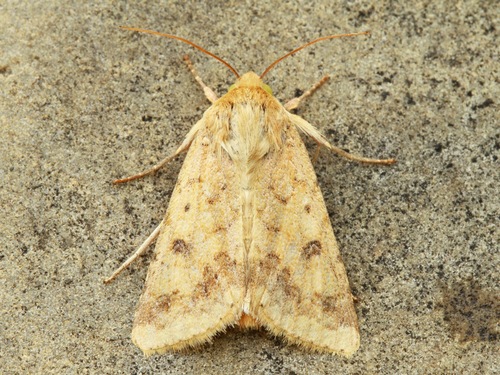 Corn Earworm Moth
