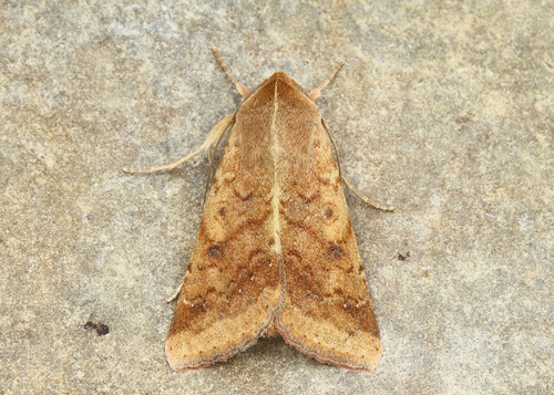 Corn Earworm Moth