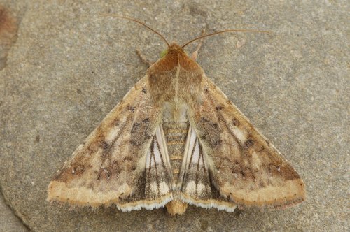Corn Earworm Moth