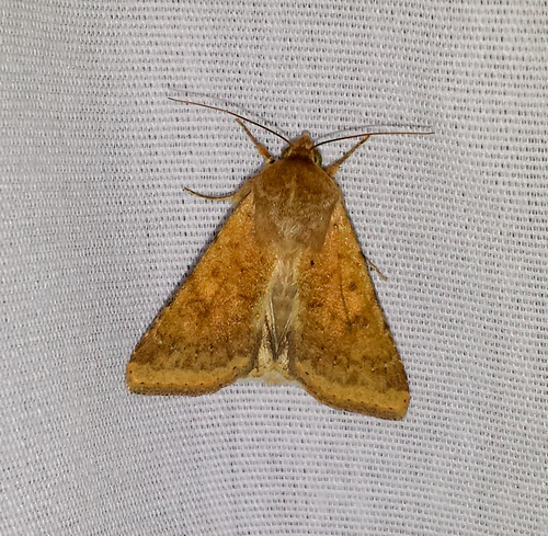 Corn Earworm Moth