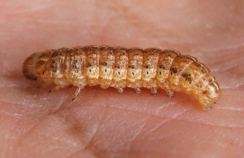 Corn Earworm Moth
