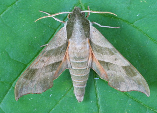 Virginia Creeper Sphinx