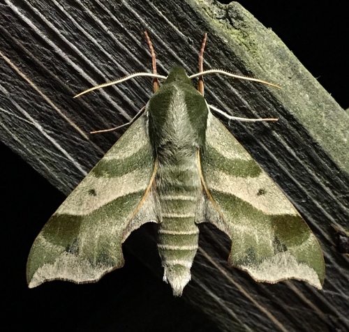 Virginia Creeper Sphinx